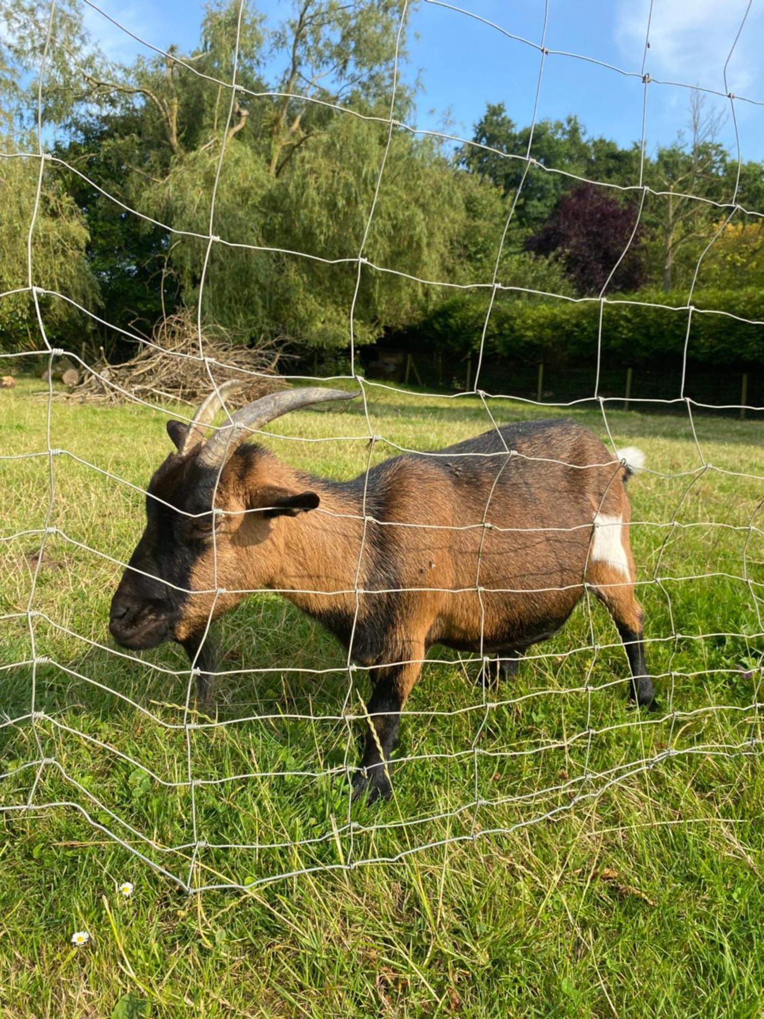 Maison De Campagne Beuzeville-la-Guerard Eksteriør billede